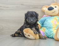 7 week old Mini Aussiedoodle Puppy For Sale - Pilesgrove Pups