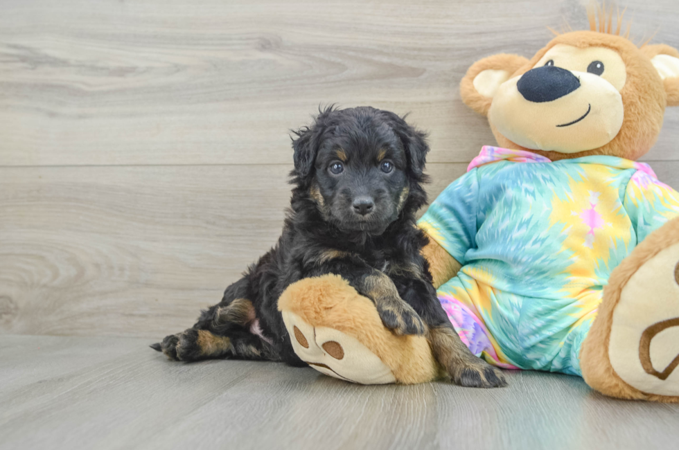 6 week old Mini Aussiedoodle Puppy For Sale - Pilesgrove Pups