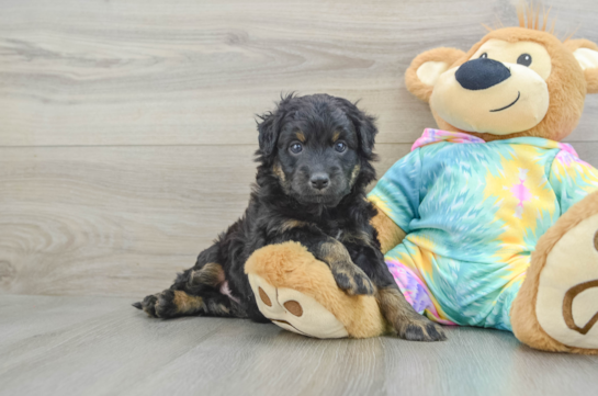 Small Mini Aussiedoodle Baby