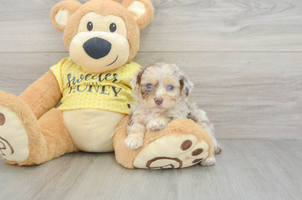 5 week old Mini Aussiedoodle Puppy For Sale - Pilesgrove Pups