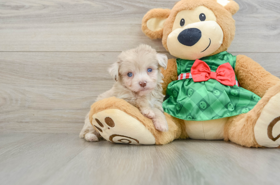 6 week old Mini Aussiedoodle Puppy For Sale - Pilesgrove Pups