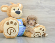 5 week old Mini Aussiedoodle Puppy For Sale - Pilesgrove Pups