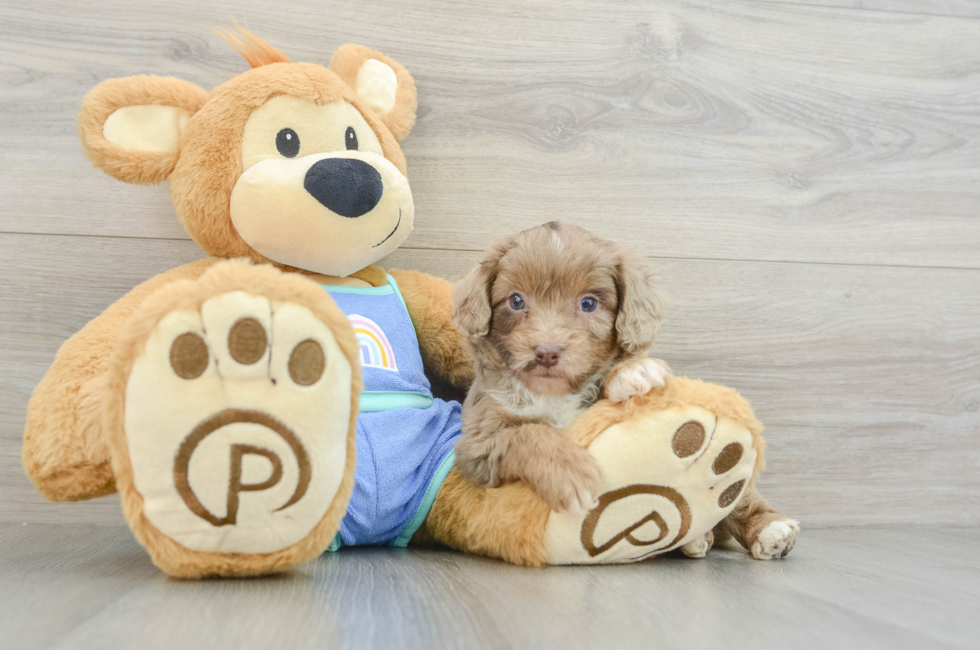 5 week old Mini Aussiedoodle Puppy For Sale - Pilesgrove Pups