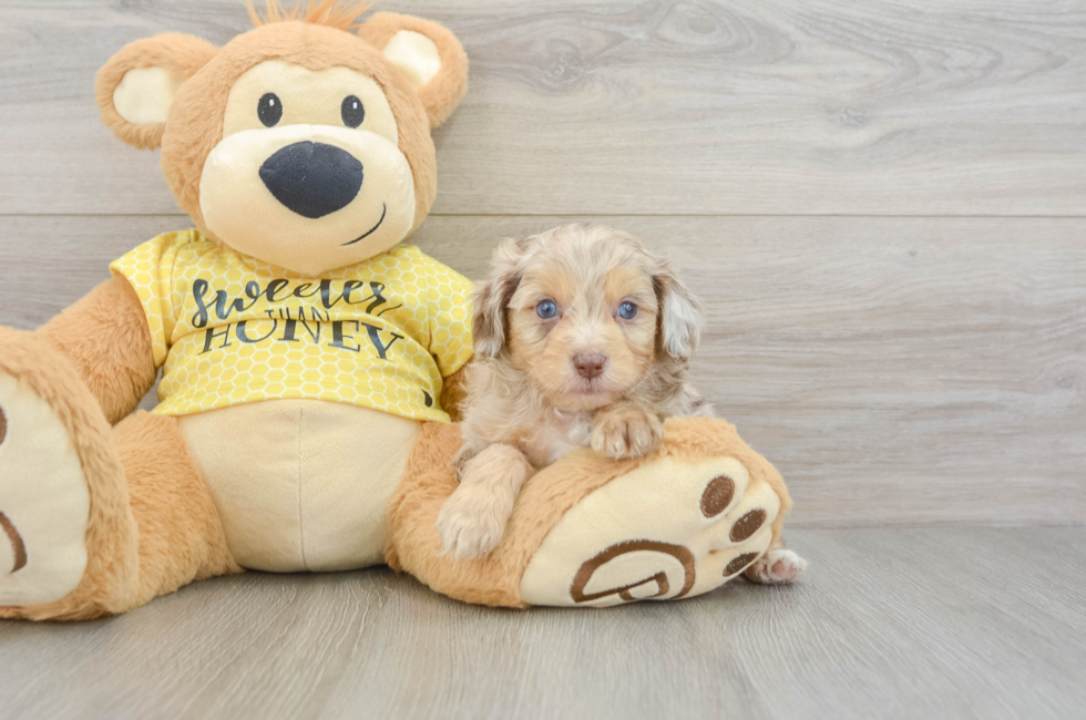 5 week old Mini Aussiedoodle Puppy For Sale - Pilesgrove Pups