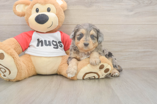 Mini Aussiedoodle Puppy for Adoption