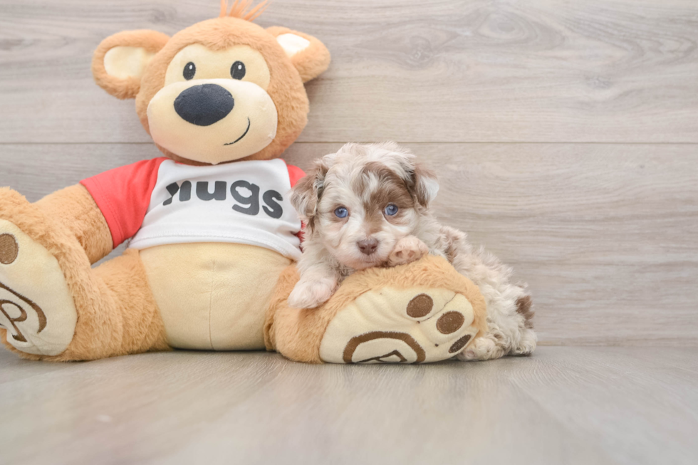 Mini Aussiedoodle Puppy for Adoption