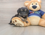 6 week old Mini Aussiedoodle Puppy For Sale - Pilesgrove Pups