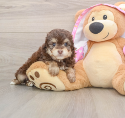 7 week old Mini Aussiedoodle Puppy For Sale - Pilesgrove Pups