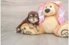 Funny Mini Aussiedoodle Poodle Mix Pup