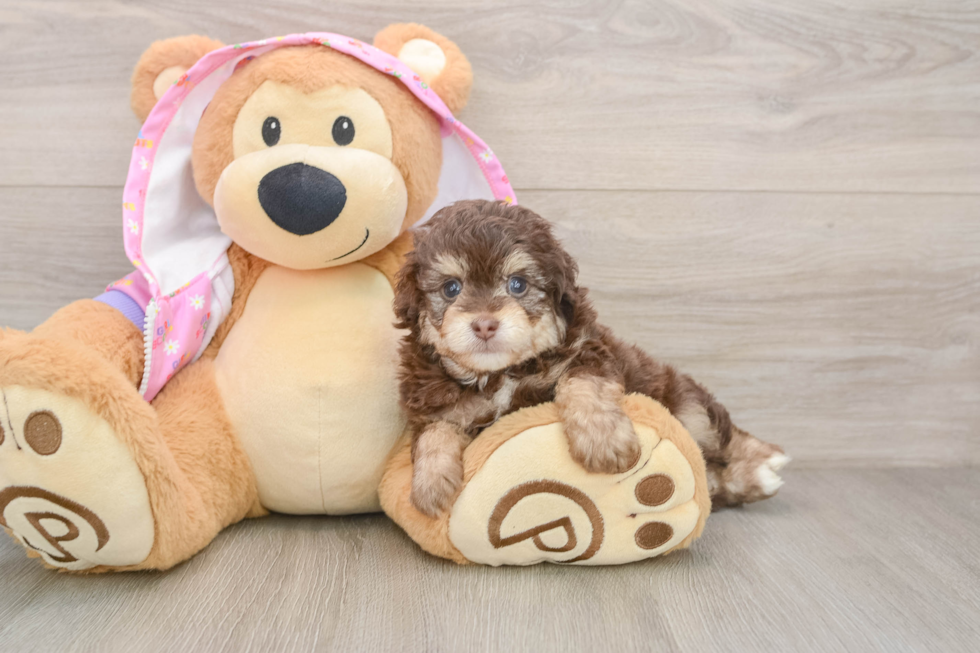 Fluffy Mini Aussiedoodle Poodle Mix Pup