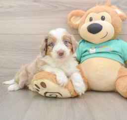 6 week old Mini Aussiedoodle Puppy For Sale - Pilesgrove Pups