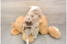 Playful Aussiepoo Poodle Mix Puppy