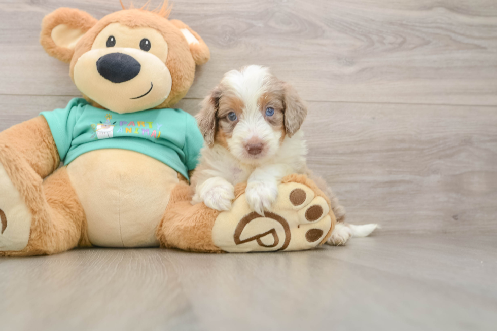 Petite Mini Aussiedoodle Poodle Mix Pup