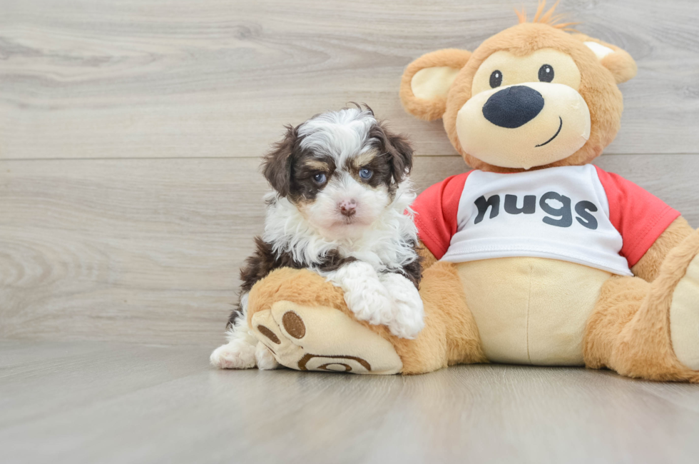 6 week old Mini Aussiedoodle Puppy For Sale - Pilesgrove Pups