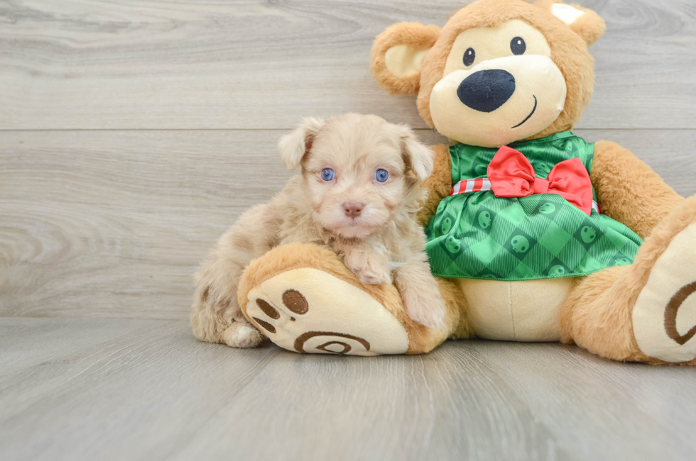 6 week old Mini Aussiedoodle Puppy For Sale - Pilesgrove Pups