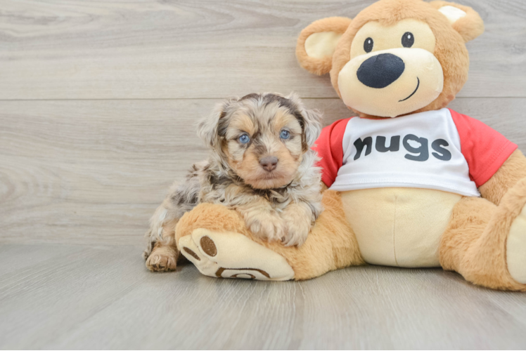 Best Mini Aussiedoodle Baby