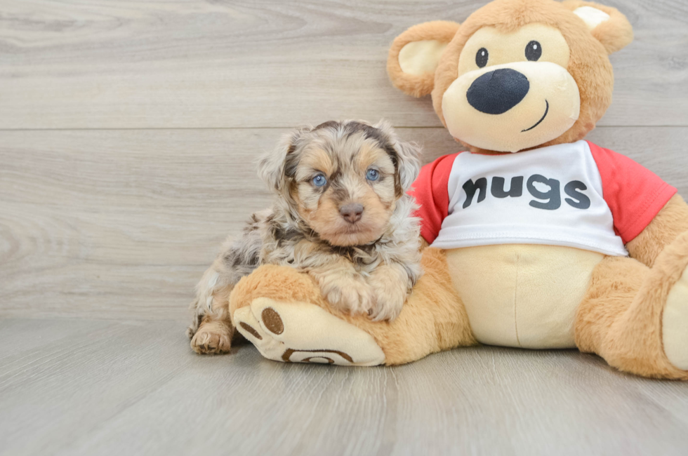 5 week old Mini Aussiedoodle Puppy For Sale - Pilesgrove Pups
