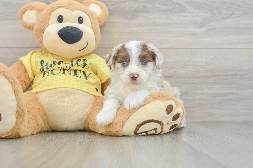 5 week old Mini Aussiedoodle Puppy For Sale - Pilesgrove Pups