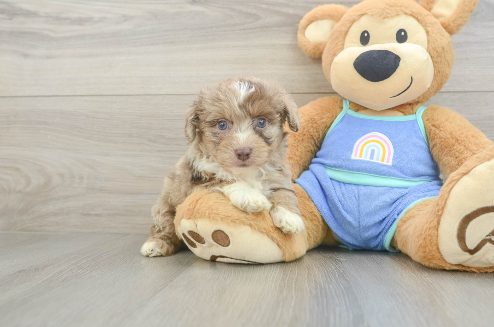 5 week old Mini Aussiedoodle Puppy For Sale - Pilesgrove Pups