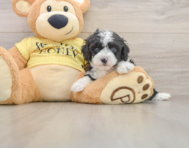 8 week old Mini Aussiedoodle Puppy For Sale - Pilesgrove Pups