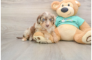 Mini Aussiedoodle Pup Being Cute