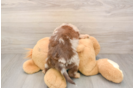 Mini Aussiedoodle Pup Being Cute