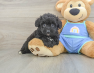 7 week old Mini Aussiedoodle Puppy For Sale - Pilesgrove Pups