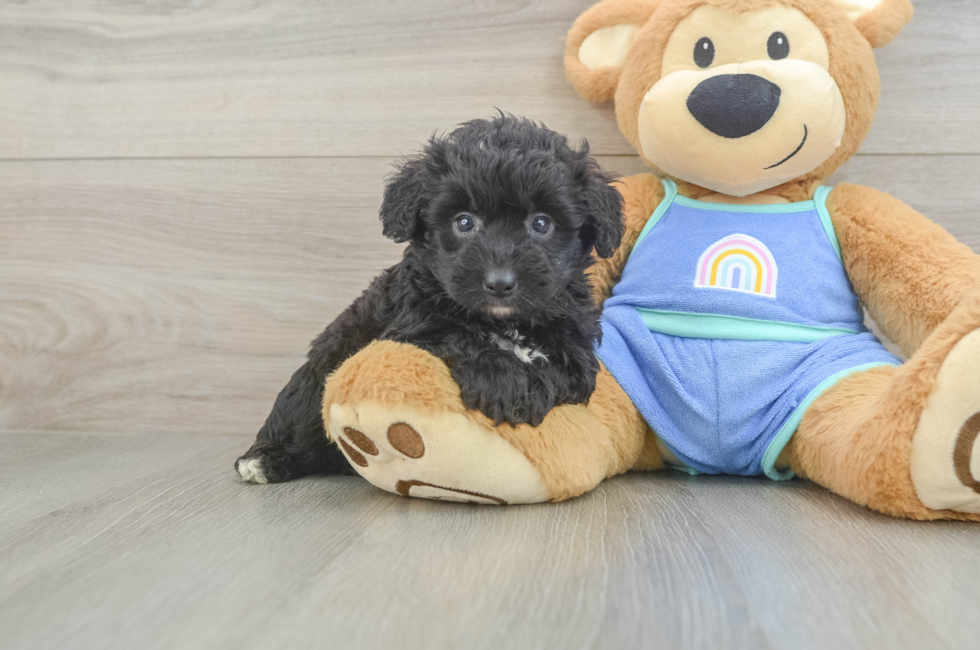 5 week old Mini Aussiedoodle Puppy For Sale - Pilesgrove Pups