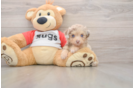 Fluffy Mini Aussiedoodle Poodle Mix Pup