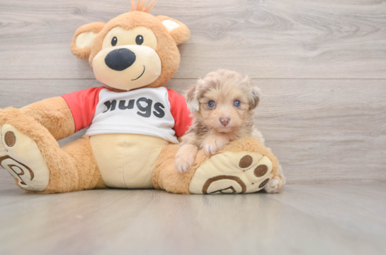 Fluffy Mini Aussiedoodle Poodle Mix Pup