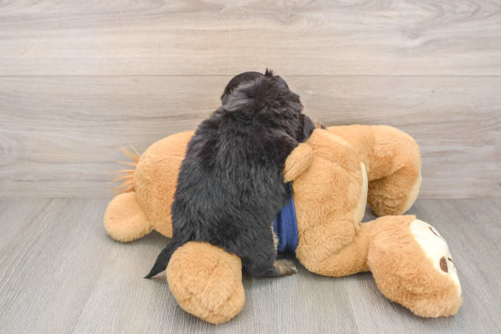 Fluffy Mini Aussiedoodle Poodle Mix Pup
