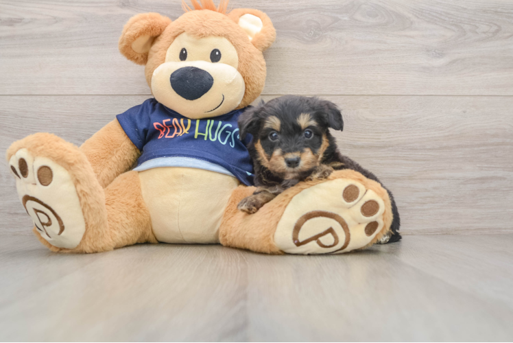 Little Mini Aussiepoo Poodle Mix Puppy