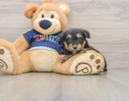 8 week old Mini Aussiedoodle Puppy For Sale - Pilesgrove Pups