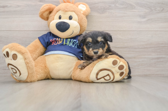 Little Mini Aussiepoo Poodle Mix Puppy