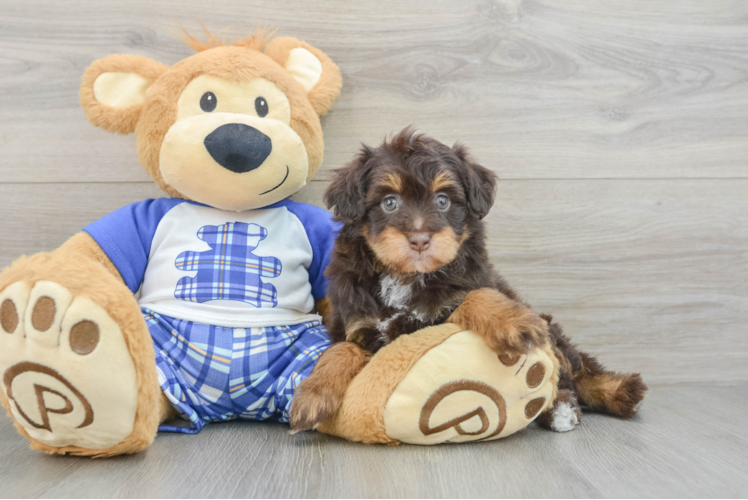 Small Mini Aussiedoodle Baby