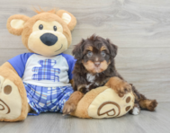 8 week old Mini Aussiedoodle Puppy For Sale - Pilesgrove Pups