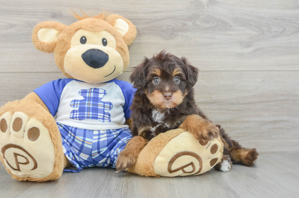 5 week old Mini Aussiedoodle Puppy For Sale - Pilesgrove Pups