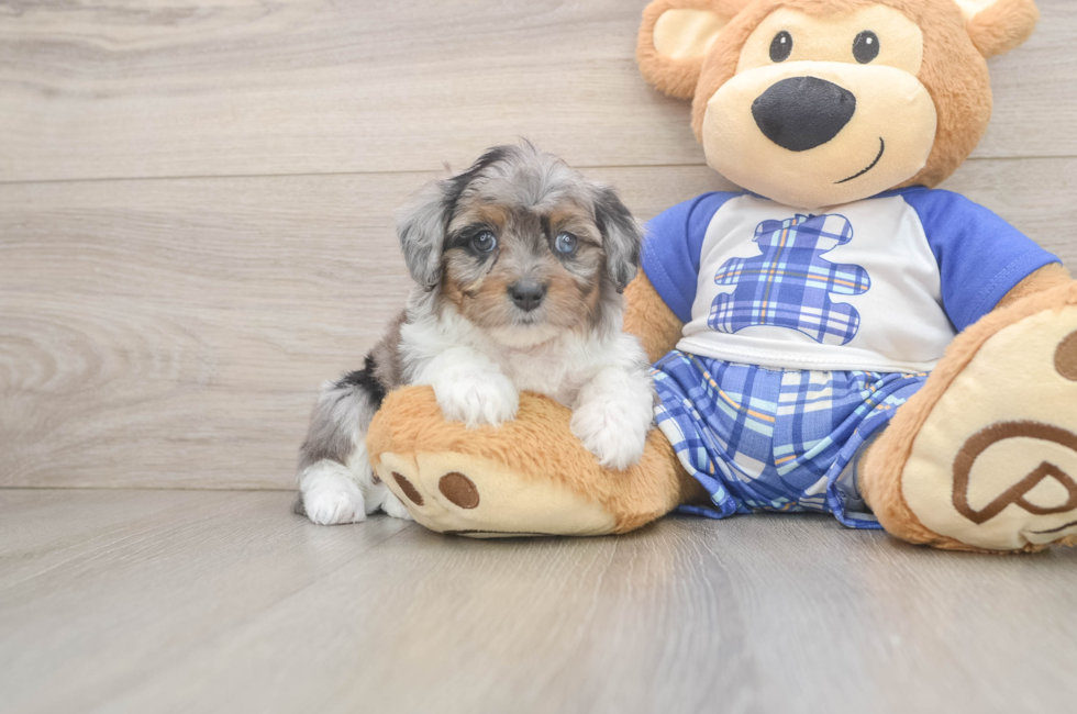 6 week old Mini Aussiedoodle Puppy For Sale - Pilesgrove Pups