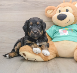 5 week old Mini Aussiedoodle Puppy For Sale - Pilesgrove Pups