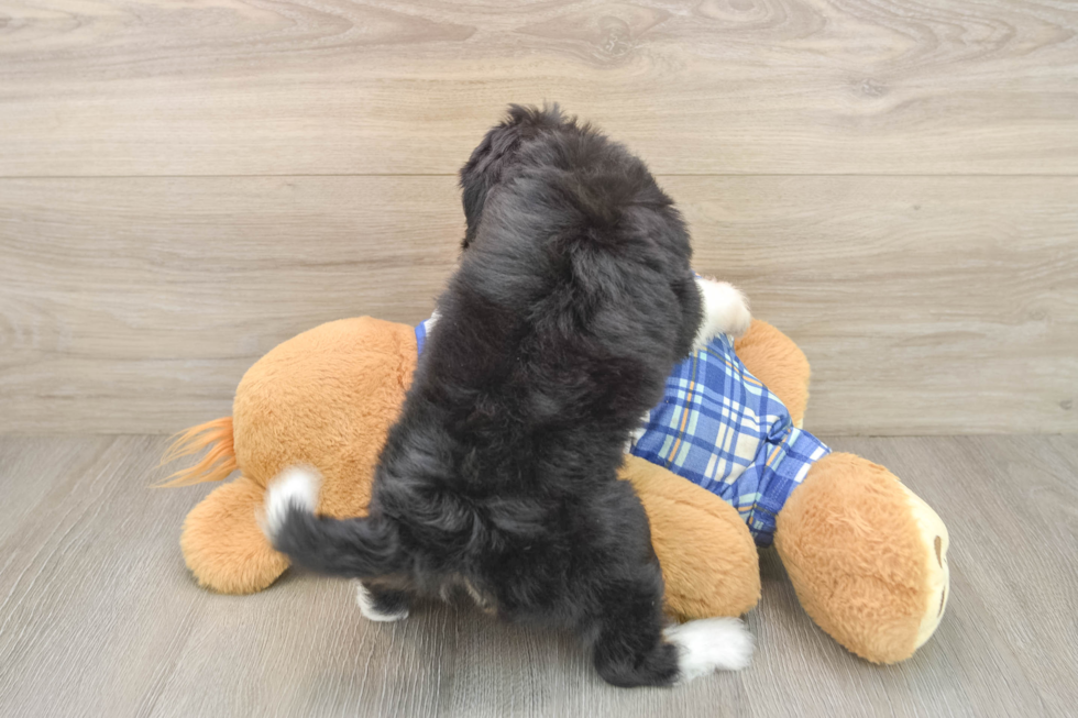 Best Mini Aussiedoodle Baby