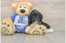 Playful Aussiepoo Poodle Mix Puppy