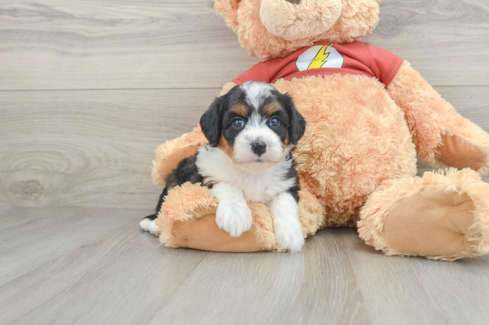 Fluffy Mini Aussiedoodle Poodle Mix Pup