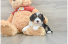 Mini Aussiedoodle Puppy for Adoption