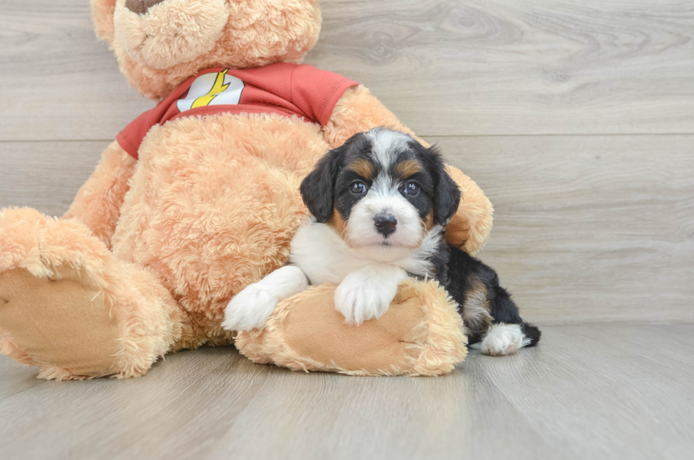 6 week old Mini Aussiedoodle Puppy For Sale - Pilesgrove Pups