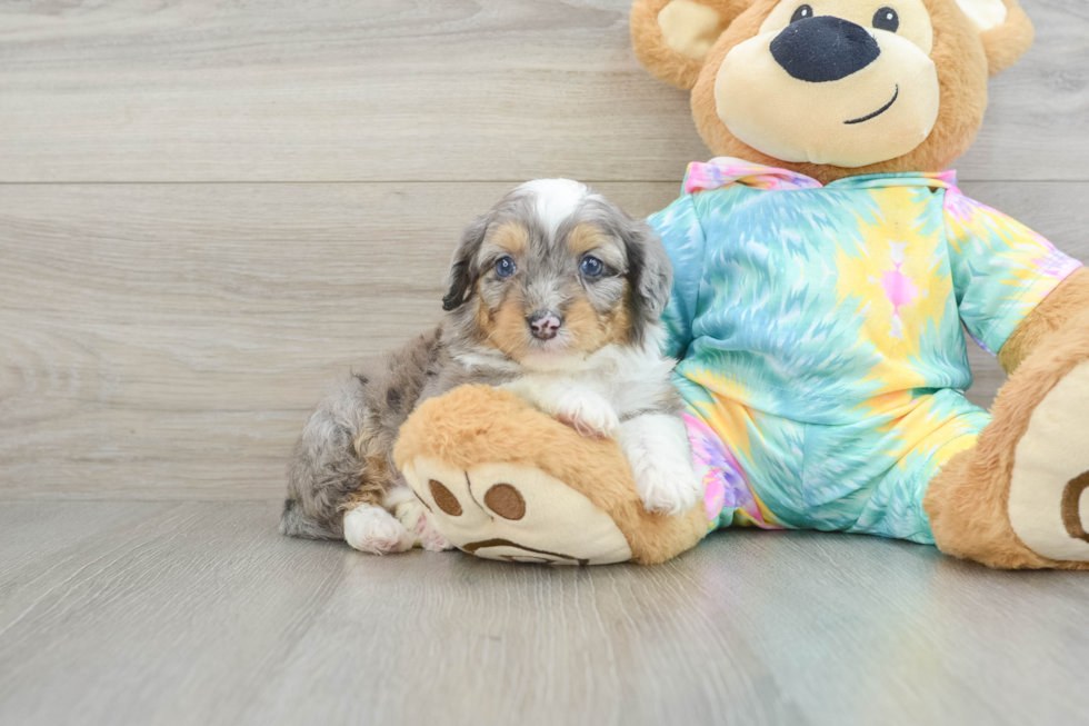 Funny Mini Aussiedoodle Poodle Mix Pup