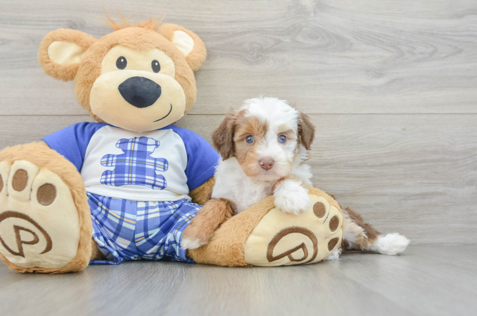 5 week old Mini Aussiedoodle Puppy For Sale - Pilesgrove Pups