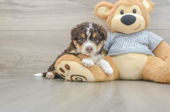 Friendly Mini Aussiedoodle Baby