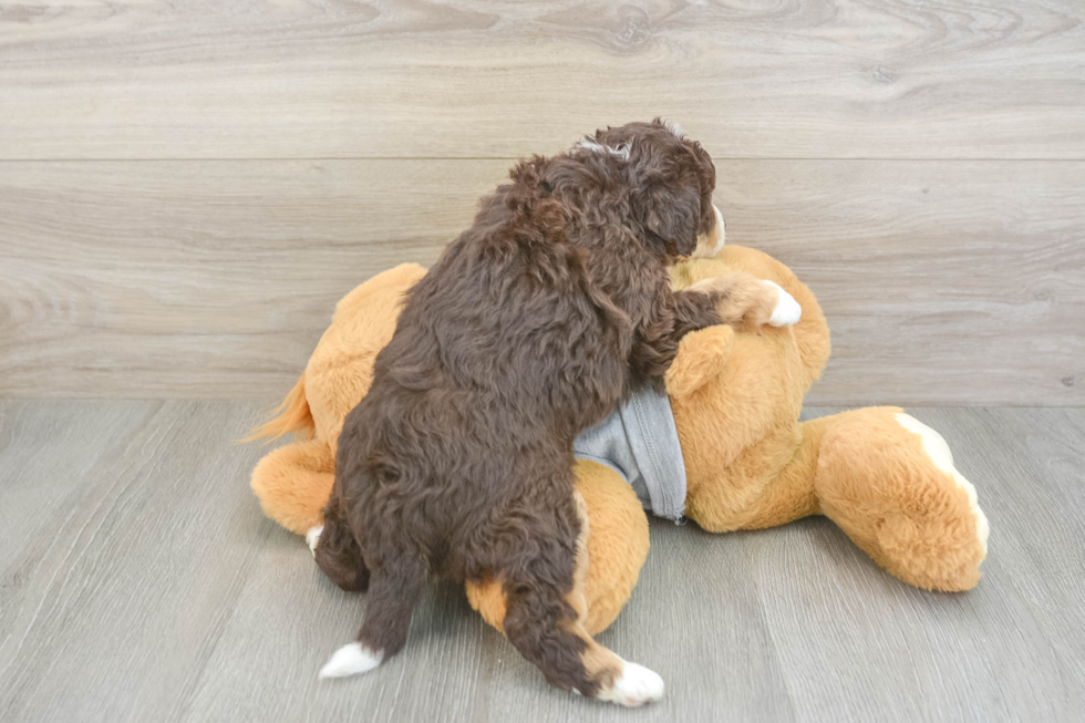 Petite Mini Aussiedoodle Poodle Mix Pup