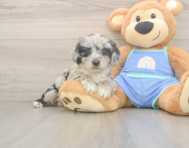 7 week old Mini Aussiedoodle Puppy For Sale - Pilesgrove Pups
