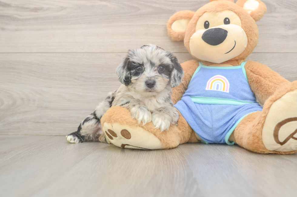 5 week old Mini Aussiedoodle Puppy For Sale - Pilesgrove Pups